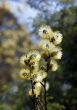 Branches of a blossoming willow