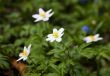 anemone in the spring