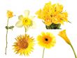 set of yeloow flowers