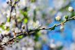 White apricot flowers with blue sky background