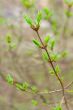 spring branch