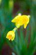 yellow narcissuses