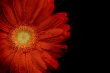 red gerbera
