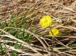 Coltsfoot Tussilago farfara