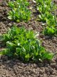 sorrel sprouts