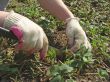 gardening