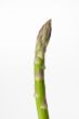 asparagus