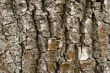 old tree bark