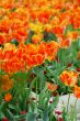 Orange tulips background