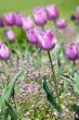 Purple tulips background