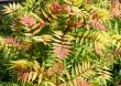 Abstract botanical background