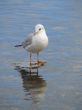 Seagull looking in water mirror