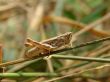 Grasshopper on a straw