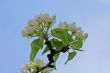 apple blossom