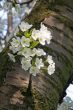 apple blossom