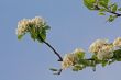 apple blossom