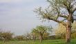 spring meadow with flowering apple trees