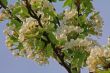 apple blossom