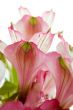 Magenta amaryllis petals