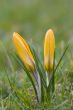 Crocus