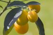 Kumquat
