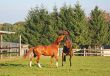 Fighting Horses