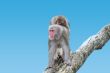 Egret Monkeys