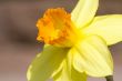 Daffodil