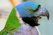 Screaming Parrot