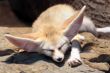 Fennec