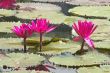 Pink Water Lily