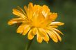 Marigold