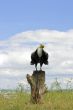 Stump with Eagle