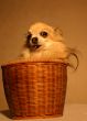 chihuahua in baskett