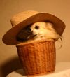 chihuahua in baskett with hat