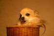 chihuahua in baskett
