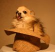 chihuahua in an hat