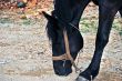 Black horse