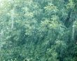 Rainy day