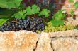 grapes over stone fence
