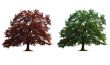 two trees in line