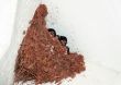 Swallow nest