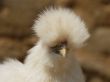 silkie chicken