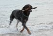 rottweiler playing in the sea