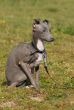 puppy purebred italian greyhound