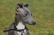 puppy italian greyhound