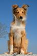 puppy shetland sheepdog