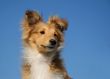puppy shetland sheepdog