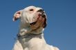 American bulldog