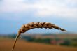 Wheat